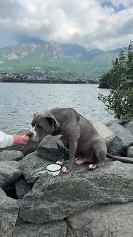 A medium-shot video captures a gray and white American Bully dog sitting calmly on large rocks next to a body of water in Valmadrera, Italy. The dog is positioned to the right of the frame, facing left. Its right ear is perked slightly, and it has a white patch on its chest and paws. A person's hand, wearing a white sleeve, extends from the left of the frame, offering food to the dog. The dog is gently taking the food, which appears to be a treat like ice cream. A small, white collapsible dog bowl rests on the rock in front of the dog.

In the background, a vast lake (likely Lake Como) stretches out, with gentle ripples on its surface. Beyond the lake, majestic green mountains rise under a partially cloudy sky. Distant buildings are visible along the shoreline and at the base of the mountains. Lush green trees and bushes are present on the right side of the frame, adding to the natural scenery. The overall atmosphere is peaceful and serene, with the dog enjoying its treat amidst a beautiful landscape. The time of day appears to be daytime, with soft, diffused light. No text is visible in the video.
