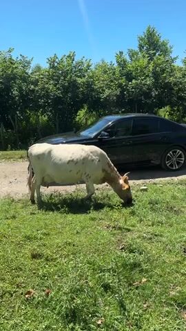 A cow with white and brown spots grazes on green grass next to a black car. The car is parked on a dirt road. Trees and a blue sky are visible in the background. The cow briefly looks at the camera before returning to graze.
