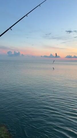 A fishing rod extends from the upper left corner of the frame into the shot, angled towards the right. Attached to the fishing line, several small fish are suspended in mid-air. The water below is a deep blue-green, with gentle waves rolling towards the viewer. The horizon is visible across the middle of the frame, separating the water from the sky. The sky is a clear blue, transitioning into soft pink and orange hues near the horizon, indicating either sunrise or sunset. A few wispy clouds are scattered across the sky, catching the light of the dawn or dusk.
