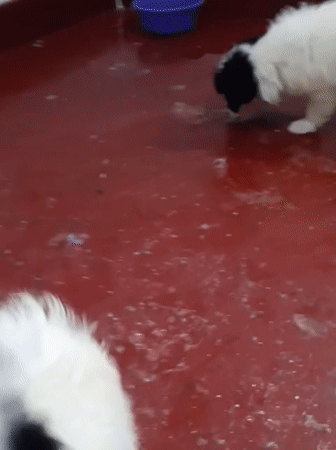 Puppies, dogs, and kennel life in Nairobi