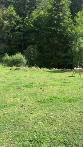 The video opens with a wide shot of a grassy meadow bordered by a dense forest. A few cows are grazing in the meadow. The camera pans to the right, revealing a majestic mountain range with rugged peaks and a clear blue sky. In the foreground, a wooden cabin and a smaller shed are situated on the edge of the meadow. The camera then moves to follow a man walking away from the cabin, accompanied by a dog. He walks across the grassy field towards a dirt path. The video then shows a group of people walking along the dirt path, which winds through the picturesque landscape. The scene is bathed in bright sunlight, indicating a pleasant day.
