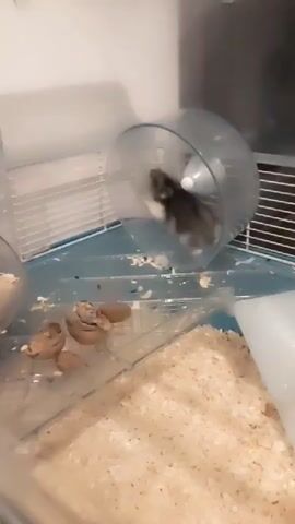 A small, gray and white hamster is running in a clear plastic exercise wheel inside its cage. The cage contains bedding, a food dish with what appears to be nuts or seeds, and a water bottle. The cage is white with a blue plastic base. The background is blurred but appears to be indoors.