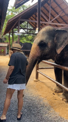 Feeding and touching an elephant at a Baan Thurian enclosure