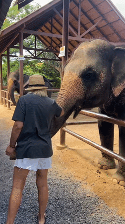 Feeding and touching an elephant at a Baan Thurian enclosure