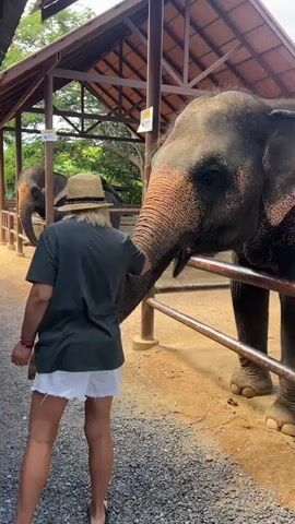 A person wearing a straw hat and a dark green t-shirt with white shorts is standing in front of an elephant. The person is facing away from the camera and has their right hand extended towards the elephant's trunk. The elephant, which is large and gray, is also facing the person and has its trunk extended towards the person's hand. The elephant appears to be behind a metal railing. In the background, there is another elephant, a wooden shelter with a roof, and some foliage. The ground is covered with gravel and sand. The lighting suggests it is daytime.