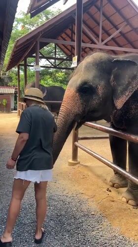 Feeding and touching an elephant at a Baan Thurian enclosure