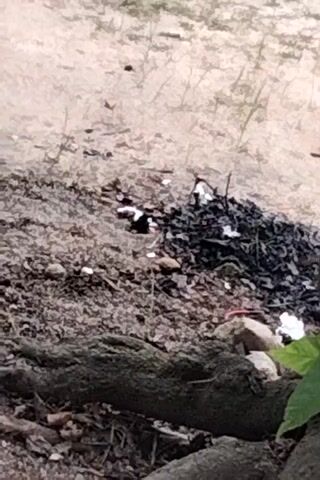 The video begins with a close-up view of the ground, focusing on plant roots and soil. A small, thin, dark stick lies across the debris. Leaves, some green and some brown, are visible. A small red creature, possibly an earthworm or a small insect, is seen near white specks, which could be small flowers or debris. As the video progresses, the camera pans to reveal a bottle with a red and yellow label lying on its side amongst the roots and leaves. The scene appears to be outdoors, in a natural environment with soil, rocks, and plant life. The overall impression is of a ground-level perspective of a forest floor or garden.