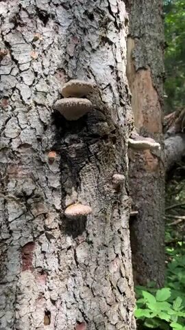 The video shows a close-up view of a tree trunk with several bracket fungi growing on it. The bark of the tree is rough and gray, with some darker areas that may indicate rot or damage. The fungi are various sizes and shapes, some appearing shelf-like and others more rounded. They are light brown or tan in color and appear to be wet, with droplets of moisture visible on their surfaces. In the background, another tree trunk is visible, as well as some green foliage. The lighting suggests an outdoor, natural environment, likely a forest or wooded area. The camera is focused on the fungi and the tree bark, with a slight movement or zoom effect throughout the clip.