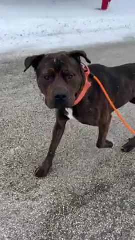A short, close-up video shows a dark brindle dog on a leash being walked on a paved surface that is wet and gritty, with patches of snow visible at the edge. The dog is wearing an orange collar and is being led on a bright orange leash. The camera focuses on the dog from various angles as it walks. The overall tone is straightforward, simply documenting the dog's walk.