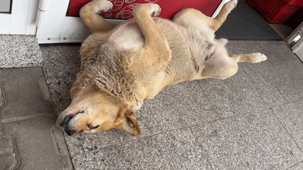 Dog sleeps on back outside Bulgarian shop