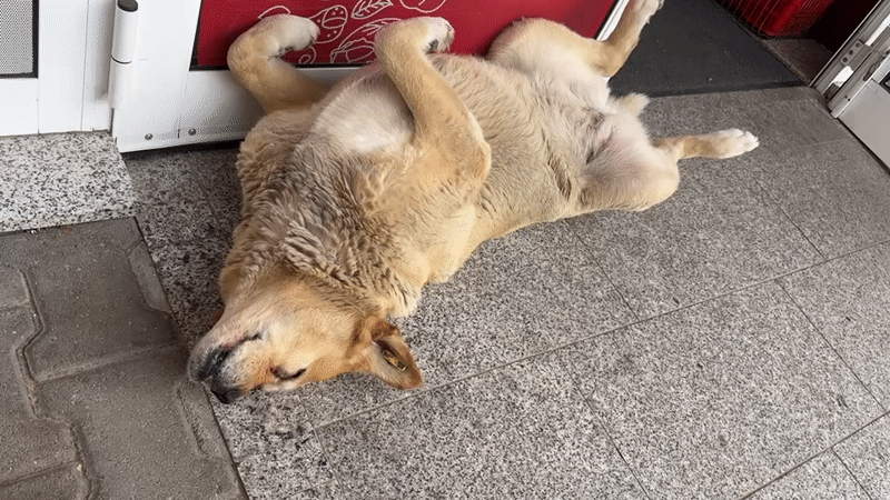 Dog sleeps on back outside Bulgarian shop