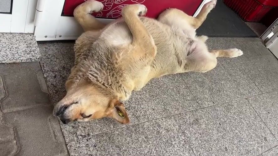 Dog sleeps on back outside Bulgarian shop