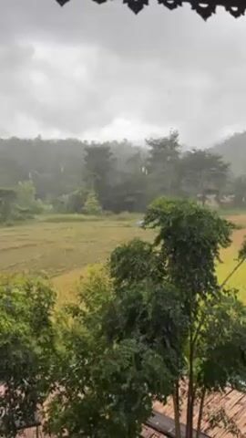From a roof overhang, the video shows a light rainfall over a rural landscape. Golden rice paddies stretch across the view, interspersed with green trees and glimpses of houses. A forested hill rises in the background under an overcast, grey sky. The rain falls evenly across the scene.