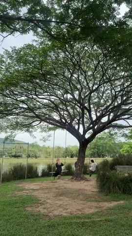 Two individuals are enjoying swings suspended from a large tree near a body of water. The person on the left, with long blonde hair and wearing black clothing, is swinging rhythmically. To the right, another individual in a white shirt is also swinging. A third person can be seen briefly walking behind the tree. The tree itself is expansive, with a thick trunk and numerous branches covered in green leaves, offering shade to the area. The ground is covered in grass and dirt, with some vegetation near the water. In the background, a lake or pond is visible, bordered by trees and hills in the distance. The sky is overcast, contributing to a soft, muted light in the scene.