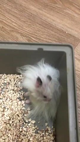 A fluffy white hamster with black ears lies on its side in a grey plastic enclosure filled with small, tan, pellet-like bedding. The hamster's fur is long and messy. In the background, a portion of a green and white hamster cage with a wheel is visible. The enclosure is on a wooden floor. The hamster appears to be resting or sleeping.