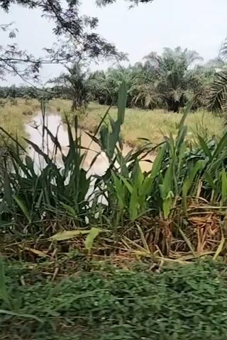 The video shows a first-person view of someone walking through a wooded area. The camera is angled downwards and to the side, capturing the ground and vegetation. There are palm trees on the left side of the screen, and dense green foliage and dry grass on the right. The ground appears to be uneven and covered in dirt and leaves. The camera movement is jerky, suggesting the person is walking quickly or over rough terrain. There are no visible people or animals. The overall impression is of a natural, overgrown environment.