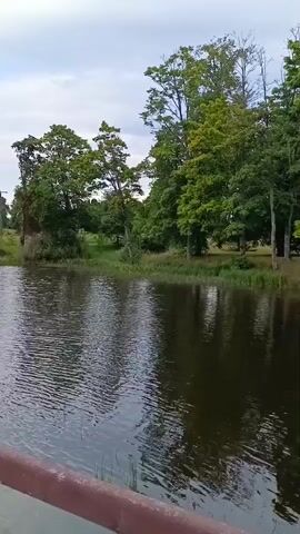 A tranquil body of water reflects the surrounding greenery and trees. On the opposite bank, a parking lot is visible, lined with various cars. The scene appears to be a natural setting with a touch of human presence.