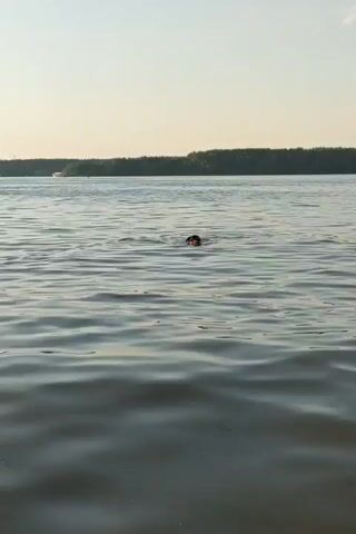 A dog is swimming in a body of water. The dog's head and a small portion of its body are visible above the water's surface as it paddles forward. The water is calm with gentle ripples, reflecting the clear sky above. In the background, a distant treeline forms the horizon, suggesting a natural landscape. The sky is a pale, hazy blue, indicating it might be late afternoon or early morning. The overall scene evokes a sense of peaceful outdoor activity, with the dog enjoying a swim.