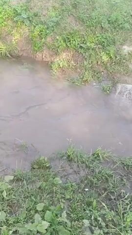 A high-angle, close-up, medium shot captures a muddy stream of water flowing from left to right. The water appears murky with some ripples. The banks of the stream are lined with green grass and dirt. The environment appears natural and undeveloped.