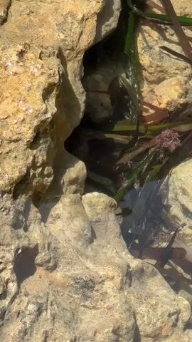 A crab is partially visible emerging from a crevice in a rock formation. The rock is submerged in clear water and has areas of light and shadow. Seaweed and other marine vegetation are present around the rock and within the crevice where the crab is located. Sunlight reflects off the water's surface and the submerged rocks.