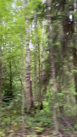 The camera moves rapidly through a dense, green forest. Trees of varying heights and widths blur past, with sunlight filtering through the canopy. The ground is covered in green foliage, and a tree trunk with white and dark markings is prominent in the right side of the frame.