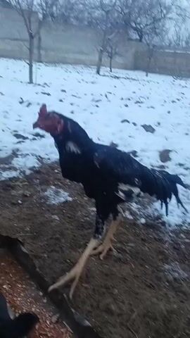 A black rooster with white patches stands in a muddy area with snow patches nearby. There are bare trees and a wall in the background. The rooster initially looks to the side and then pecks at food in a metal trough. Two other dark chickens join it at the trough to feed. The camera angle is slightly downward and shifts as the chickens move.