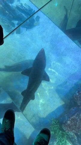 The video shows sharks swimming beneath a glass floor in what appears to be an aquarium or similar facility. Two people, visible only from the knees down, stand on the glass.  The sharks vary in size and coloration, from dark to pale brown. The floor is tiled with square panels of clear glass. Other aquatic life is visible in the distance.