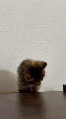 Tabby kitten grooming and being held by person