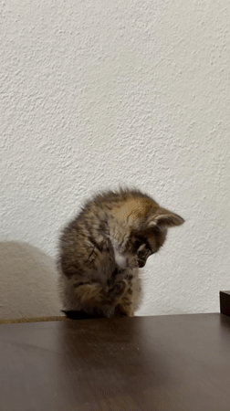 Tabby kitten grooming and being held by person