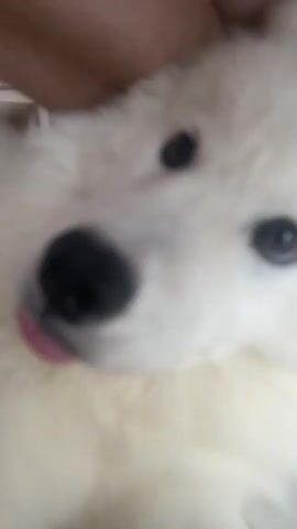 A close-up video shows the face of a white dog. The dog's eyes and nose are visible, as is its fluffy white fur. The camera is held close to the dog's face, and the background is blurred. The video appears to be a short, informal recording of the dog.