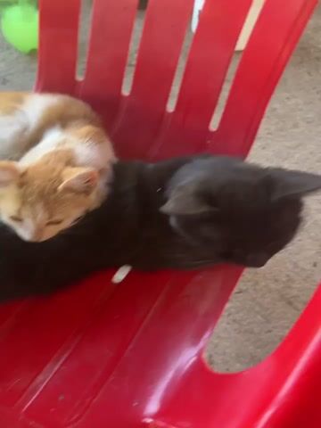 A hand with white-painted fingernails and a silver bracelet gently pets a black cat resting on a red plastic chair. Another kitten, orange and white, is curled up on top of the black cat. The background appears to be an outdoor setting with a concrete or dirt ground.