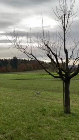 A video shows a field on a cloudy day with a bare tree in the foreground, supported by a wooden stake. A gray bird walks on the green grass near the tree. In the background, a forest and rolling hills are visible.