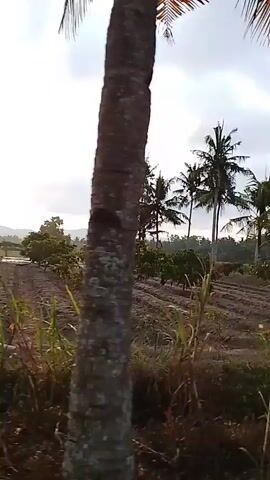 A first-person perspective video shows a view of a rural landscape with palm trees and vegetation. The camera pans across a dirt path and then reveals a rice paddy. A motorcycle is parked in the foreground, and a person's hand is visible on the right side of the frame. The sky is cloudy.