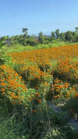 The video shows a bright, sunny, and expansive field of vibrant orange marigold flowers stretching across the landscape under a clear blue sky. The field appears to be cultivated, with rows of flowers interspersed with green vegetation. In the background, lush trees and greenery are visible, along with a glimpse of the ocean horizon. The scene exudes a sense of natural beauty and tranquility.