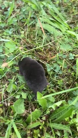 A mole is seen burrowing into the grass in this close-up shot. The animal is dark and furry with a small tail and is surrounded by green foliage.