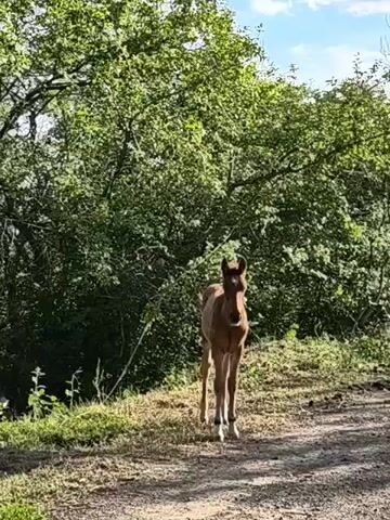 This short video captures a young, brown horse standing on a dirt path. The horse is the central subject, facing the camera with a curious expression. Its long legs and slender build indicate it is a foal. Behind the horse, a dense wall of lush green foliage forms the background, suggesting a natural, wooded environment. Sunlight filters through the leaves, creating dappled patterns on the ground and highlighting the horse's coat. The overall lighting and bright green foliage suggest it is daytime, likely late morning or early afternoon on a clear, sunny day. The terrain appears to be slightly uphill towards the background, with a rough, gravelly surface for the path. There is no visible text in the video. The setting seems tranquil and undeveloped, hinting at a rural or wilderness location. The horse appears calm and perhaps a little hesitant, as if observing the viewer.