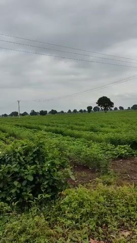 The video shows a drone shot panning across a vast agricultural field under a cloudy sky. The field is planted in neat rows of green crops, possibly soybeans or cotton, with some wilder vegetation growing along the edges. Power lines stretch across the sky, supported by utility poles in the distance. The drone moves at a steady pace, offering a sweeping view of the cultivated land and the overcast weather.