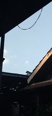A person wearing a hat and a blue shirt is standing on a rooftop against a clear sky.