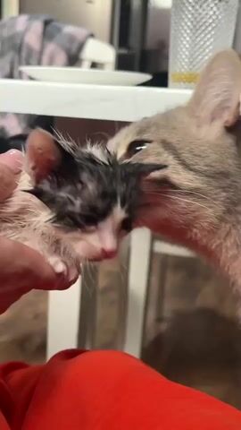 A person's hand holds a tiny, wet, black and white kitten. The kitten appears to be very young, with closed or partially closed eyes. Its fur is matted and wet. A larger, grey tabby cat is leaning in towards the kitten, touching its nose to the kitten's head. The interaction appears gentle and curious. The background is blurred, but suggests an indoor setting with a table and possibly furniture. The lighting is dim.