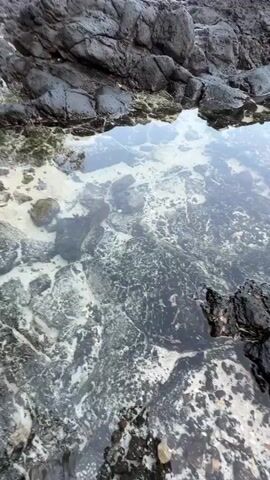 The video shows a rocky coastline with tide pools. The rocks are dark and rough, and the water in the tide pools is clear, revealing the sandy bottom and some pebbles. In the distance, the ocean is visible with gentle waves. The sky is a pale blue, suggesting it is daytime. There are no people or animals visible in the video.