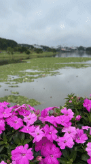 Evening scenes captured in Da Lat: flowers, grazing horse, youth gathering
