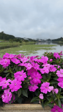 Evening scenes captured in Da Lat: flowers, grazing horse, youth gathering