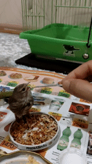 Sparrow gets hand-fed birdseed in a Pavlodar home