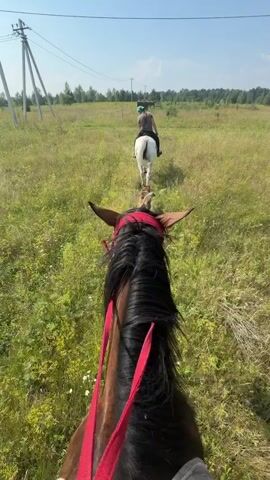 The video begins with a first-person perspective of someone riding a horse. The rider's hands are visible, holding the reins, which are red. The horse has black hair and is wearing a red head strap. In the distance, another horse is visible, also being ridden, with a rider wearing a green helmet and a light-colored shirt. The second horse is white. Both horses are moving through a grassy field. Power lines and poles are visible in the background, along with trees and a blue sky. The scene appears to be outdoors on a sunny day. The video is a short, continuous shot with no apparent cuts.