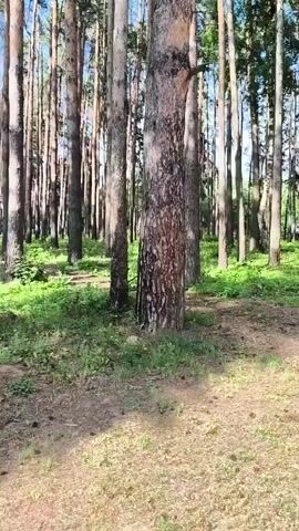 A video begins to play, showing a camera moving through a forest of tall, thin pine trees. The forest floor is covered in dry pine needles and patches of green grass. Sunlight filters through the canopy, creating dappled patterns on the ground. The camera appears to be moving forward at a moderate pace, as if someone is walking through the woods. No people or animals are visible. The scene is quiet and peaceful, evoking a sense of being alone in nature. The video continues for a few seconds before ending.