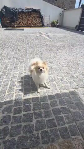 A small, fluffy white and tan Pomeranian dog is standing on a cobblestone patio. The dog turns and trots away from the camera towards a large pile of chopped firewood covered by a black tarp. The dog then turns and runs back towards the camera, carrying a small yellow ball in its mouth. The patio is surrounded by white walls and a stone building. The sky is blue with some white clouds.