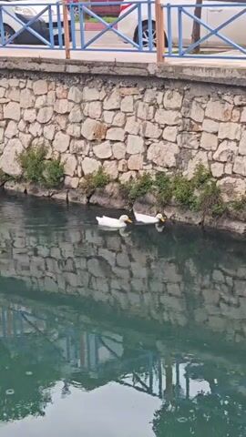 Two white ducks are seen swimming peacefully in a clear, calm body of water, possibly a canal or river. They swim leisurely alongside a sturdy stone wall that forms one bank of the waterway. Green plants or weeds grow sporadically along the base of the stone wall, just above the waterline. Above the stone wall, a blue railing and a light-colored surface, possibly a road or walkway, are visible, with reflections of these elements shimmering on the water's surface. The water itself appears a bright turquoise-green in some moments, transitioning to a much darker hue, almost black, in others, indicating either varying light conditions or a visual effect in the video. The overall scene depicts a serene outdoor environment. The location context provided is Finike, Turkey.