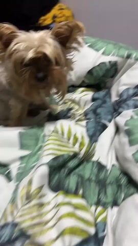 A small, light-colored dog, possibly a Yorkshire Terrier, is on a bed with a green and white tropical leaf-patterned comforter. The dog's face is close to the camera, and its fur is somewhat disheveled, obscuring its eyes. The dog's mouth is slightly open, and its tongue is visible. The dog is moving its head, creating a blur effect in some frames. In the background, out of focus, there are other bedding items, one with a yellow and black pattern. The lighting appears to be indoor.