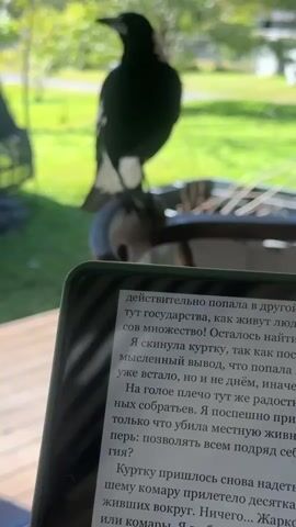 A black bird with white markings on its wings and tail perches on the back of a wooden chair. The bird is facing the camera, and its head is slightly tilted. In the foreground, a tablet displays text, obscuring part of the bird. The background shows a porch with wooden planks, green grass, trees, and buildings. The bird appears to be looking at the camera.