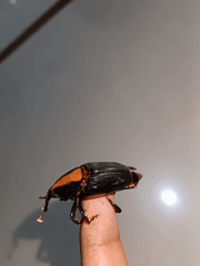Weevil encounter and robed pedestrians recorded in Indonesian city